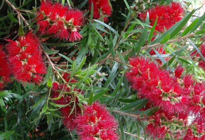 高级大房间, Gariwerd Motel