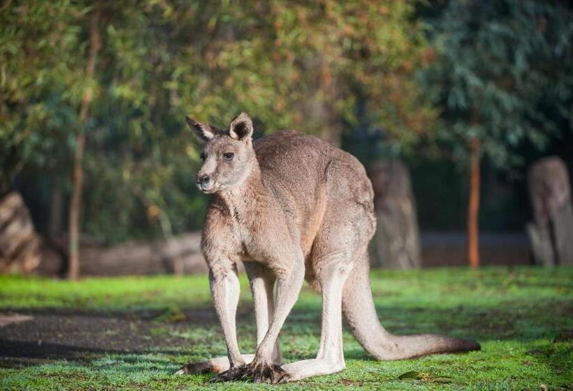 经济房, Gariwerd Motel
