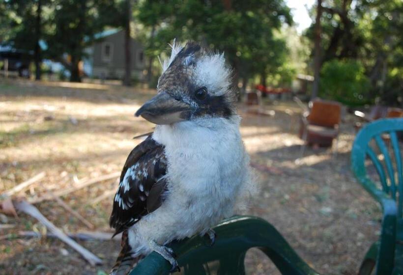 高级大房间, Gariwerd Motel