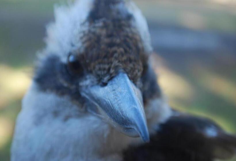 高级大房间, Gariwerd Motel