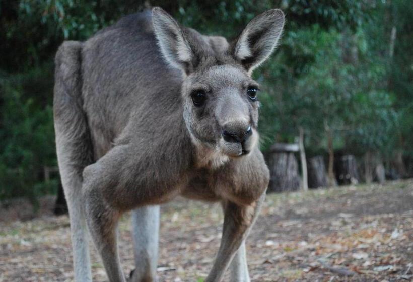 高级大房间, Gariwerd Motel