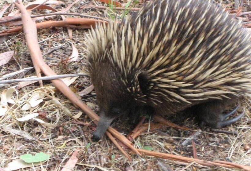 高级大房间, Gariwerd Motel