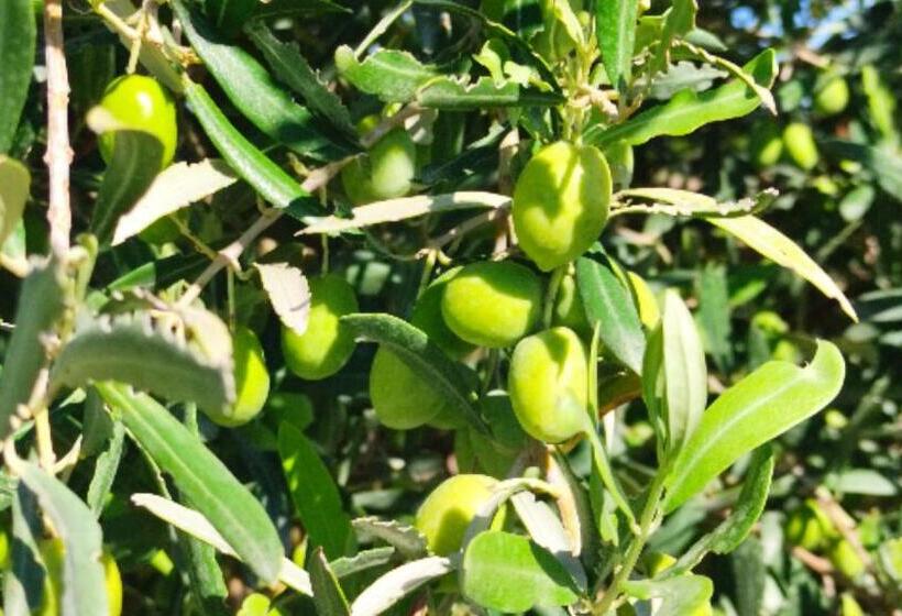 סטודיו סטנדרט, מיטה זוגית, Le Zagare Di Vendicari