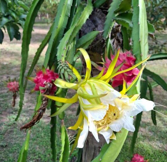 ガーデンビューデラックスルーム, Bang Po Garden
