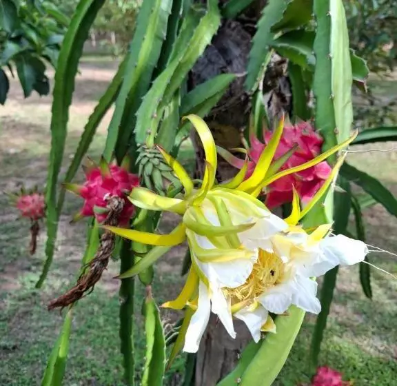 اتاق لوکس با چشم‌انداز باغ, Bang Po Garden