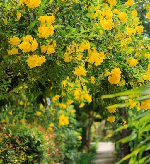 ガーデンビューデラックスルーム, Bang Po Garden