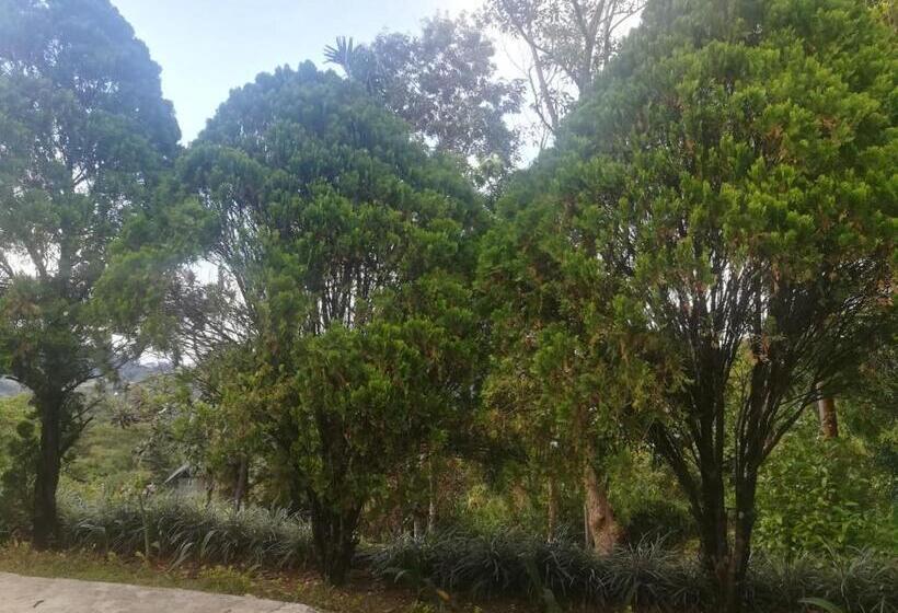 Бунгало Стандарт 3 Спальни, The Mount Royal