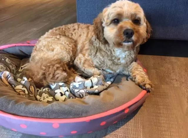 １ベッドルームアパートメント, Saltwater Villas  Pet Friendly Accommodation
