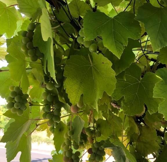 Номер Стандарт с Балконом, Gästehaus Cramer