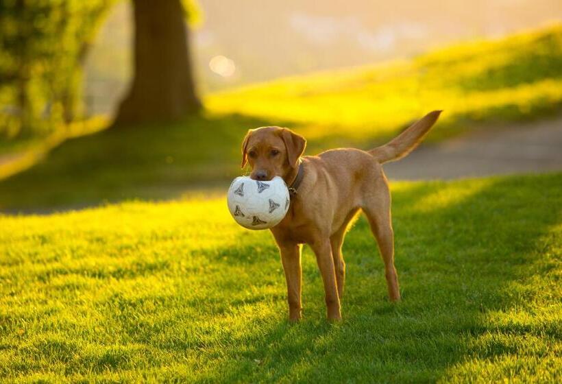 חדר סטנדרט, Plumbohms Aussichtsreich Gast Und Logierhaus
