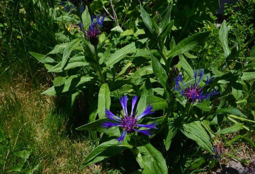 Номер Стандарт Индивидуальный, Panorama Hotel Kaserer