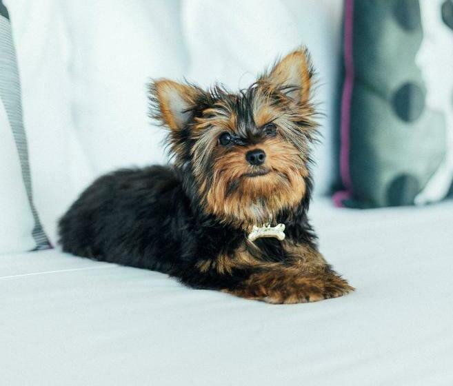 اتاق استاندارد, Yoo2 Rio De Janeiro, Tapestry Collection By Hilton