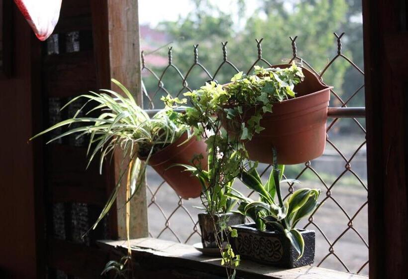 Standart Oda, Share B&b