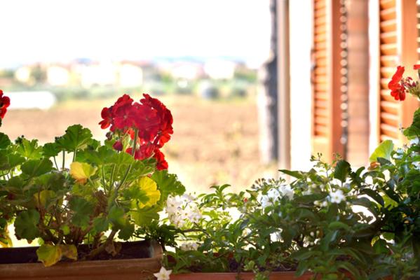 带1个卧室的公寓, Agriturismo Bellarosa