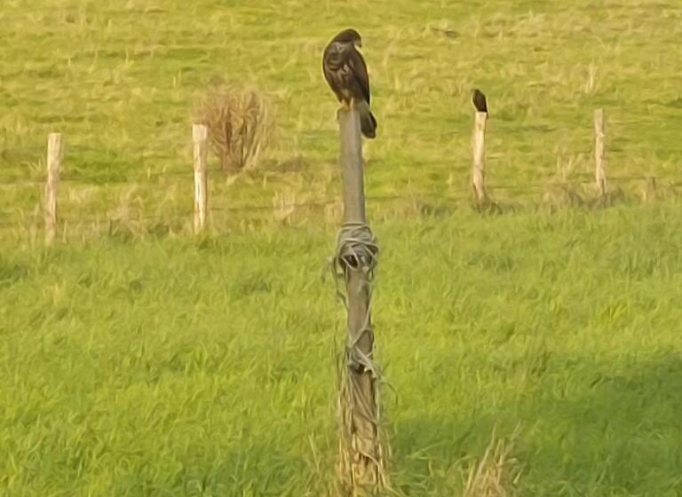 חדר סטנדרט, Os Heem