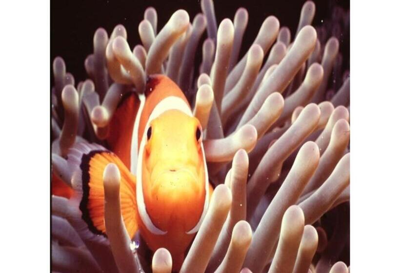 إستوديو قياسى, Crystal Inn Onna   Vacation Stay 75692v