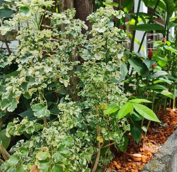 וילה בת חדר שינה 1, Momento Bangtao Beach