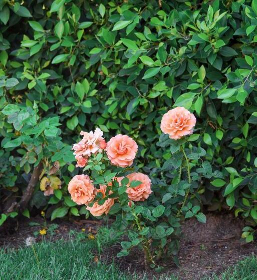 استودیوی استاندارد, Hollywood Guesthouse