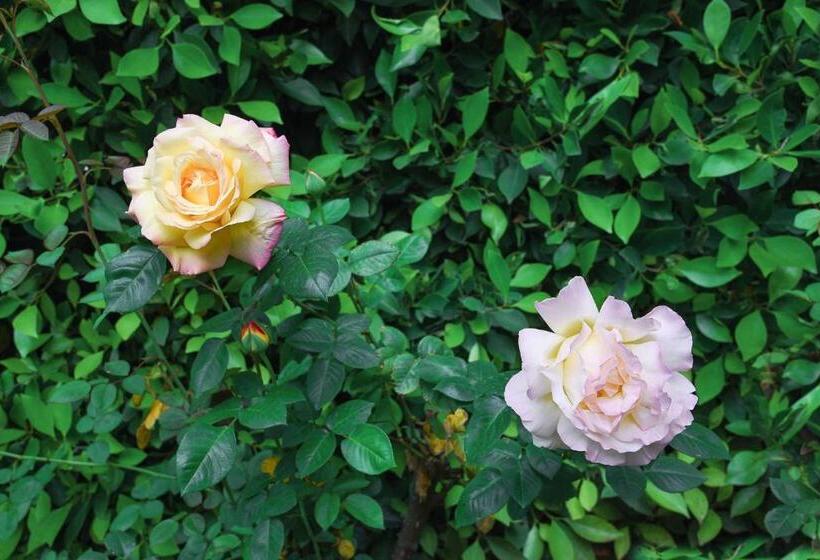 استودیوی استاندارد, Hollywood Guesthouse