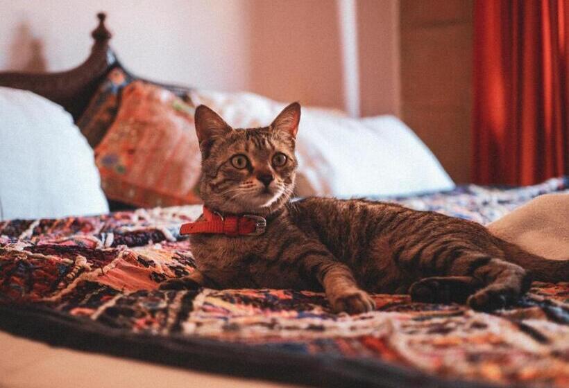 اتاق لوکس, Blue Eye Hostel