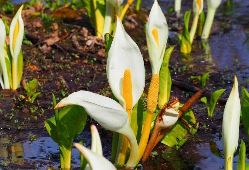 استودیوی استاندارد, Tamachi Bukeyashiki Hotel Vacation Stay 20163v