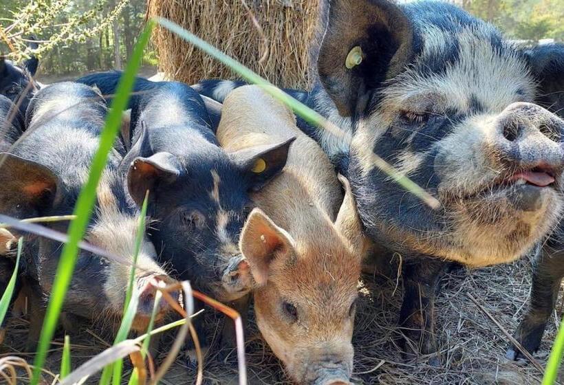 3间卧室的房子, Charming Farmhouse On Working Red Haven Farm