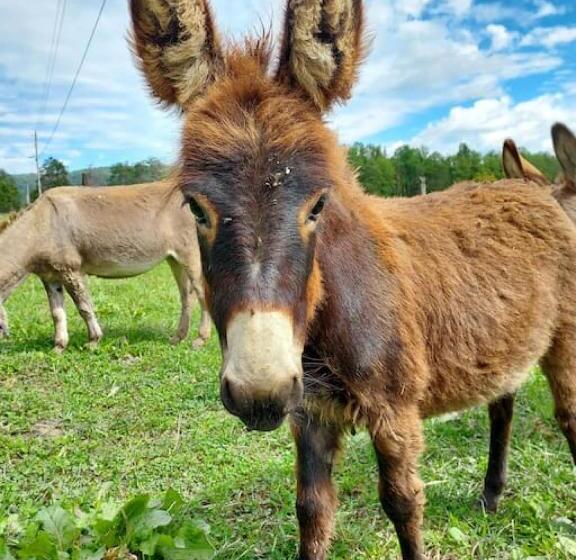 3ベッドルームハウス, Charming Farmhouse On Working Red Haven Farm