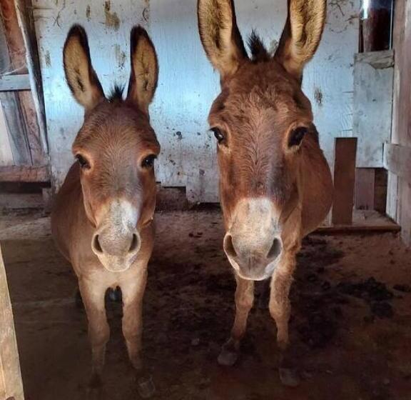 3ベッドルームハウス, Charming Farmhouse On Working Red Haven Farm