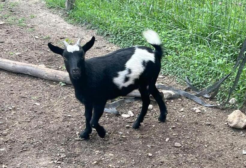 3ベッドルームハウス, Charming Farmhouse On Working Red Haven Farm