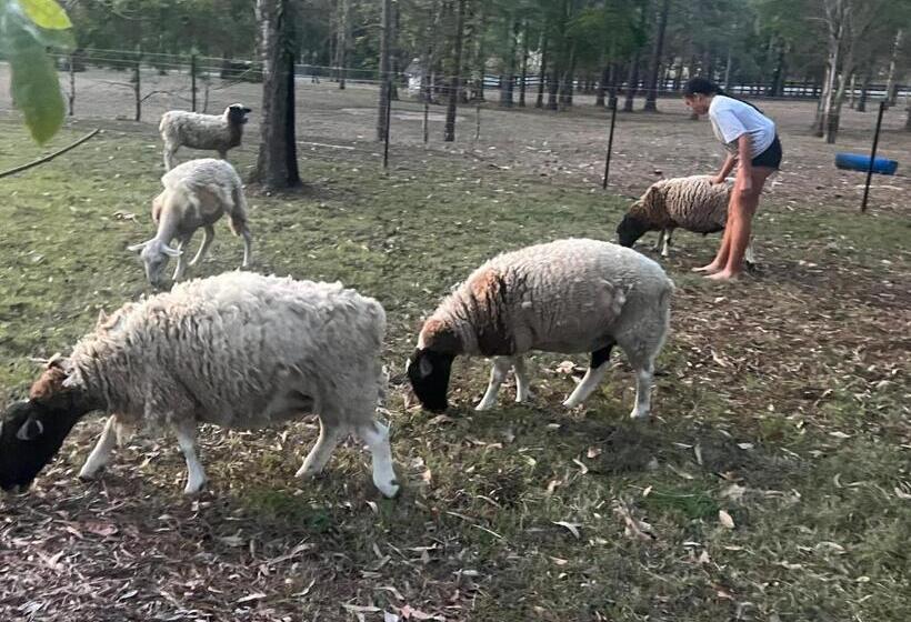 Pokój Standard, Tamborine Guest House