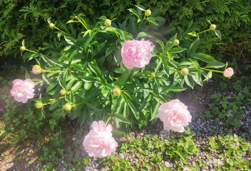 标准房带园景, Tellahouse