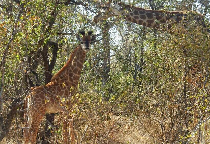 Семейный Номер, Tamanini Timbavati Lodge