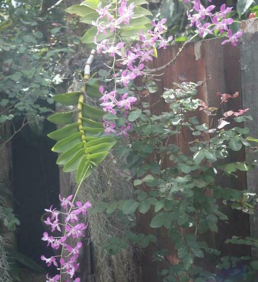 סוויטה משפחתית, Ma'ukele Lodge