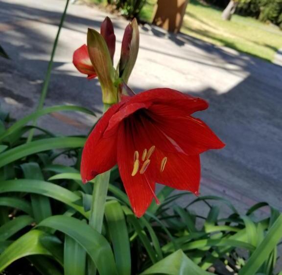 منزل غرفة نوم واحدة, Monte Campana Escazu