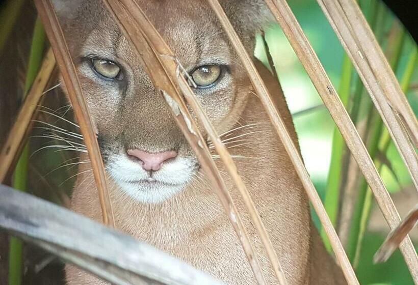 بنگله خانوادگی, Mohagine