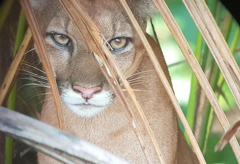 اتاق استاندارد با سرویس بهداشتی مشترک, Mohagine