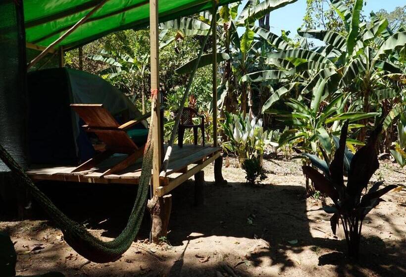 Standard Tent, Mohagine