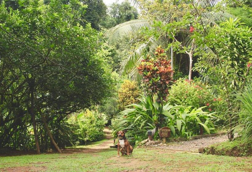 اتاق استاندارد چهار تخته, Mohagine