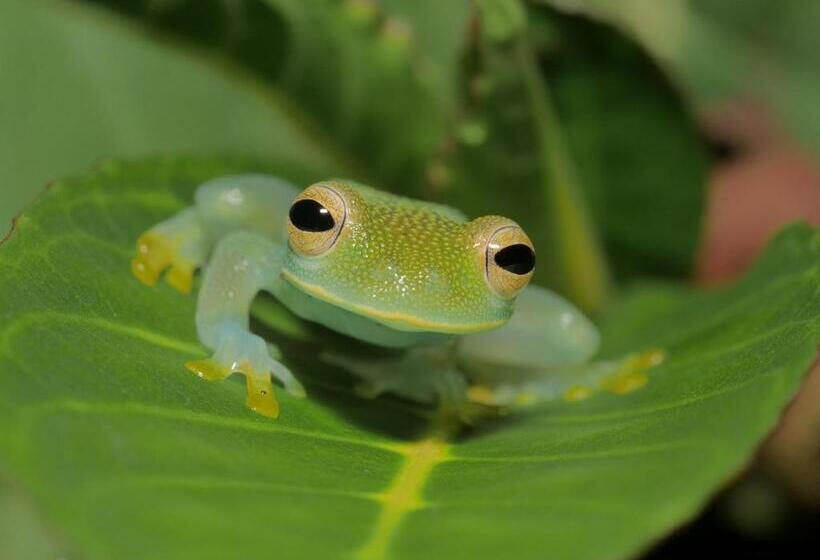 تختخواب در اتاق مشترک, Mohagine