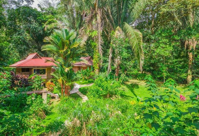 بنجلو قياسى, El Mono Feliz