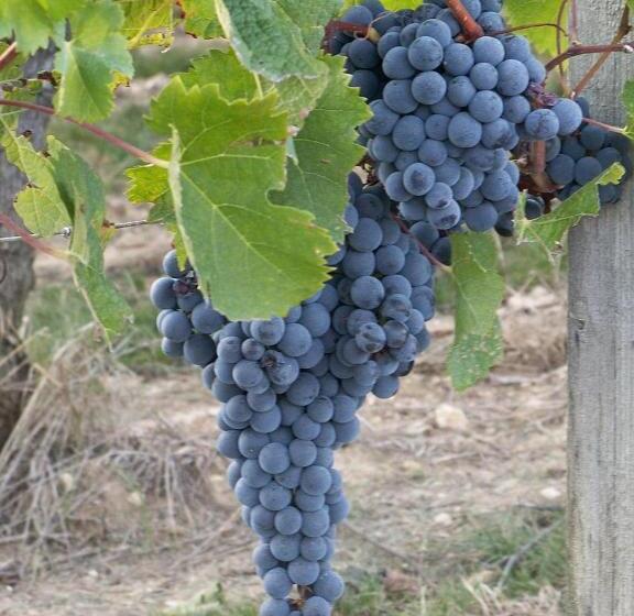 스탠다드 룸, Les Raisins Du Bonheur