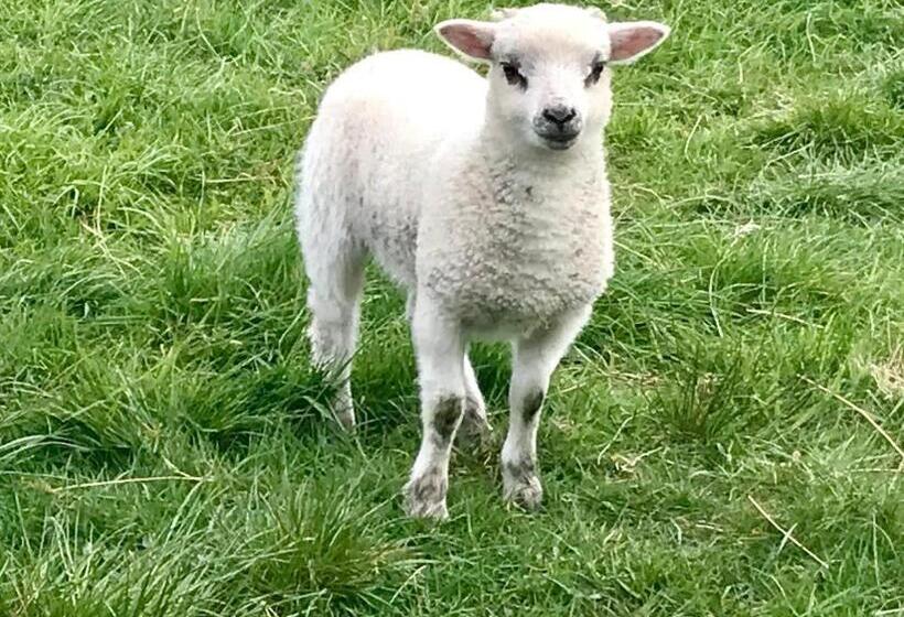 Chambre Standard Vue Jardin, Creag Dubh Bed & Breakfast