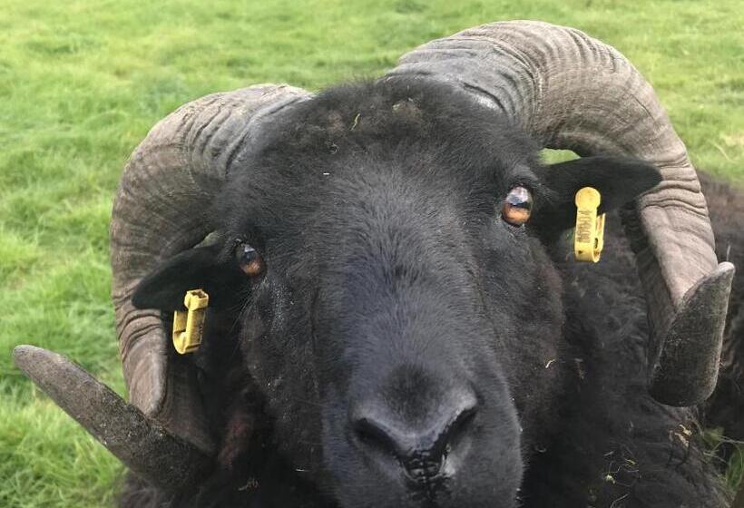 Chambre Standard Vue Jardin, Creag Dubh Bed & Breakfast