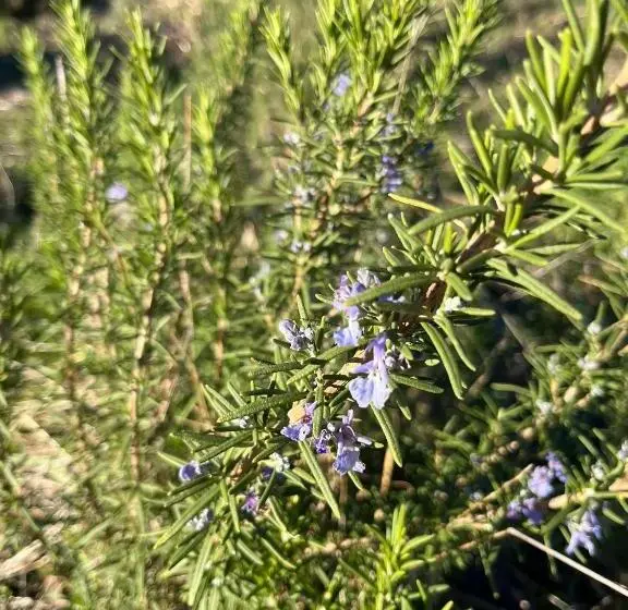 آپارتمان 1 خوابه با چشم‌انداز, Bio Agriturismo Alba Etrusca Di Cortona   Organic Farmhouse  Appartamento Lavanda Appartamento Rosma