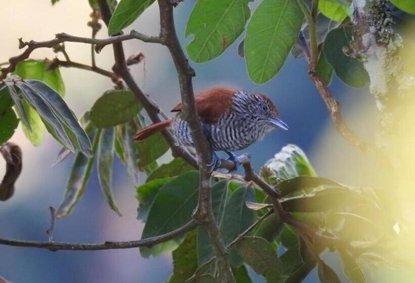 חדר משפחתי, La Cabaña Del Nyctibius