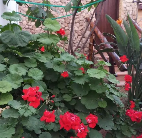 デラックスルーム, Mystery Garden Guest House