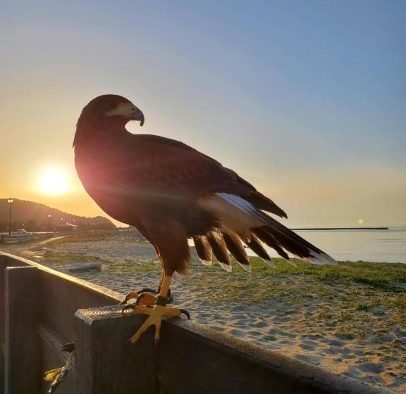 スタンダードスタジオ, Kotohi   Vacation Stay 16169