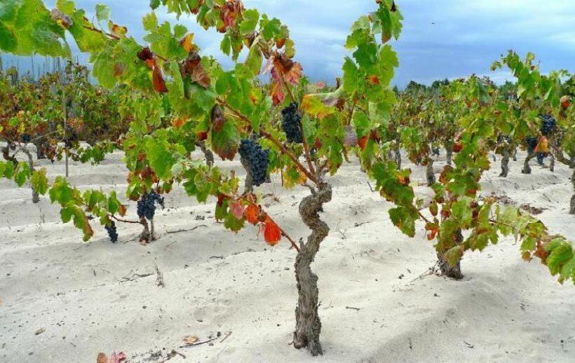 스탠다드 룸, Lu  Hotel Porto Pino