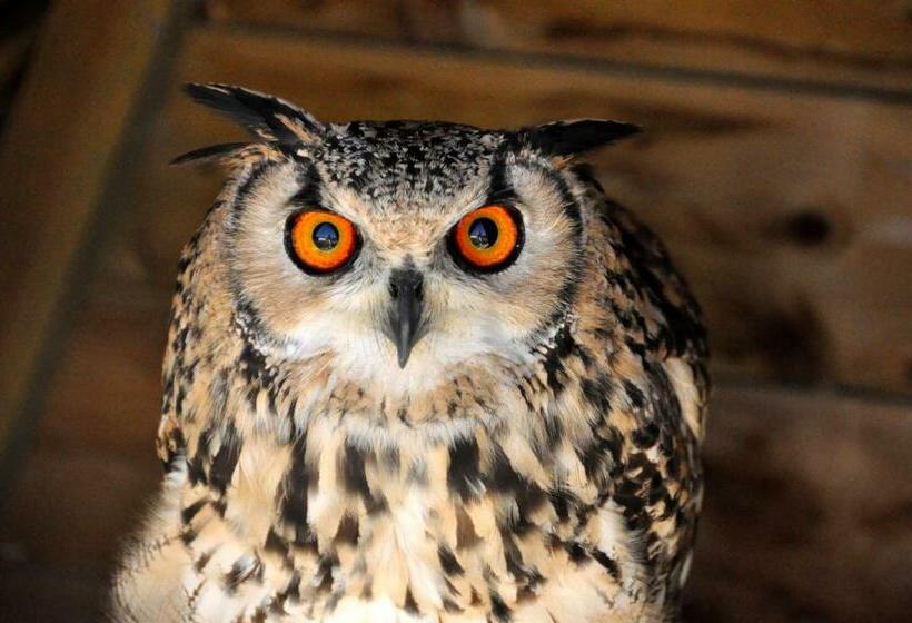 标准间带阳台, B&b 't Solveldje