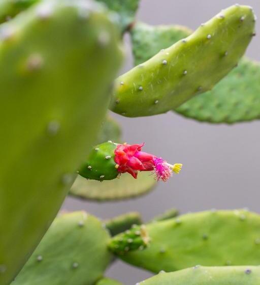 آپارتمان 2 خوابه, Boutique Hotel Jt Curaçao